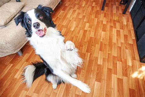 dancing dogs tiktok|internet convinced dancing dog.